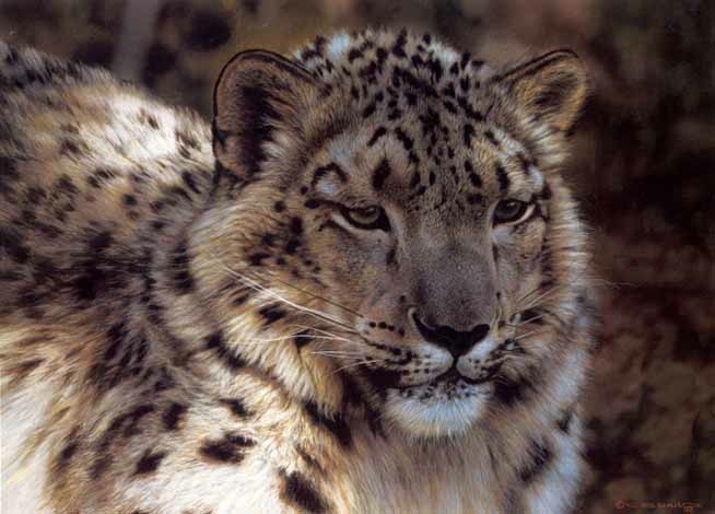 brenders-snow-leopard-portrait.jpg - Carl  Brenders