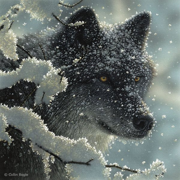 Wildlife-Art-Prints-by-Collin-Bogle-resizecrop--.jpg - Collin  Bogle