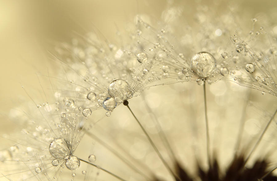 dandelion-drops-sharon-johnstone.jpg - Sharon  Johnstone