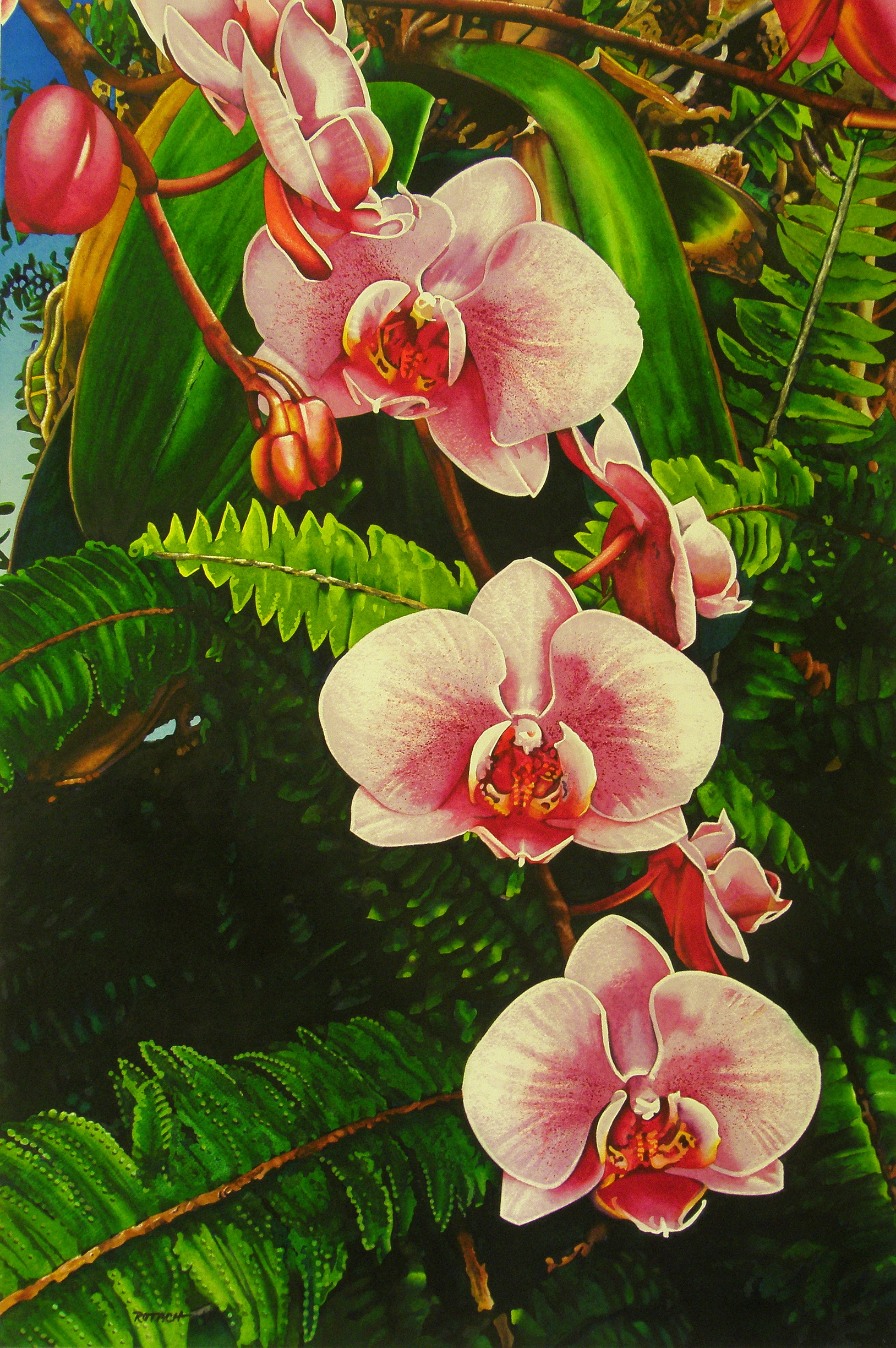 Orchids_in_Afterglow.JPG - Marlin  Rotach  01