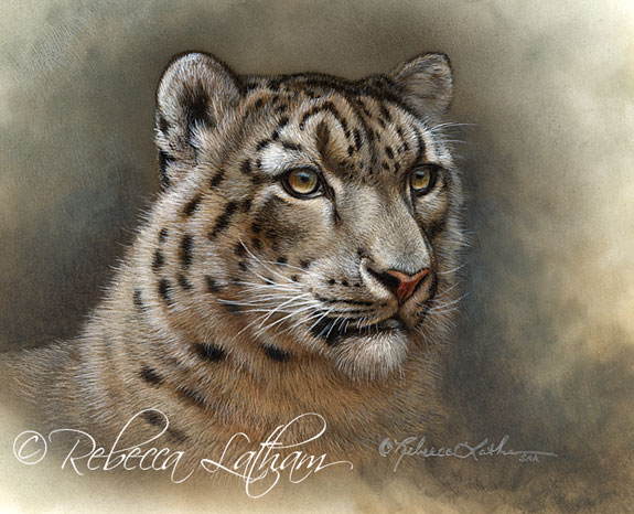 snow-leopard-0808.jpg - Rebacca  Latham
