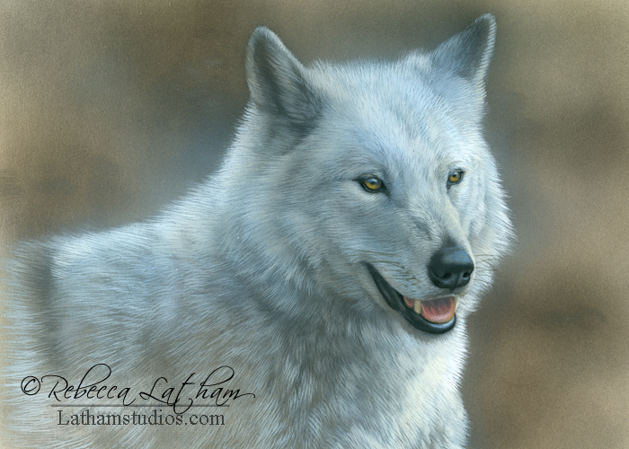 whitewolf026.jpg - Rebacca  Latham