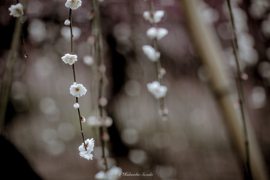 Le-printemps-au-Japon-par-Hidenobu-Suzuki-arbres-en-fleurs-6.jpg - Hidenobu  Suzuki