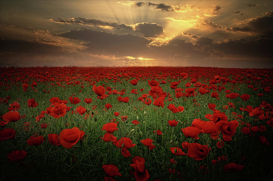 poppies-at-sunset-albena-markova.jpg - Albena Markova