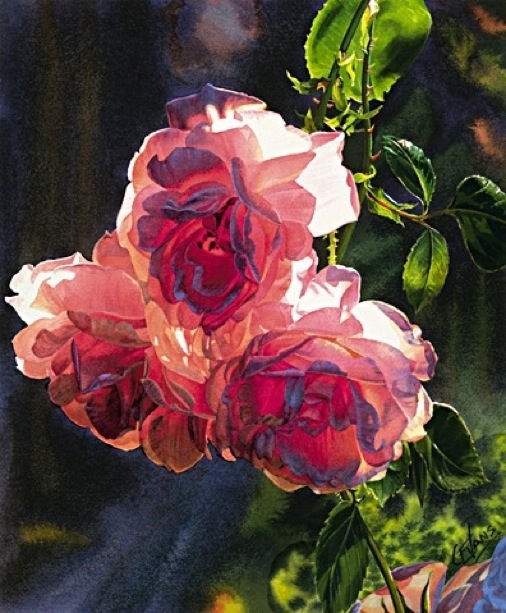 evans-Rosesmorninglg.jpg - Carol  Evans