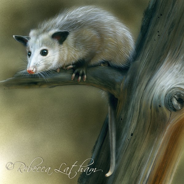 Opossum12-e1362640991667.jpg - Rebacca  Latham