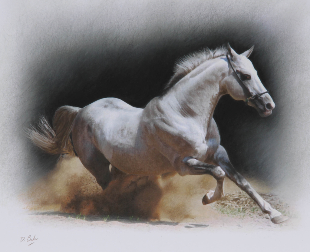 galloping-stallion.jpg - Darren  Baker